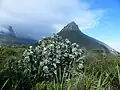 'n Mediumgrootte Waboom, met Leeukop in die agtergrond.