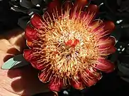 Blom van Protea pendula