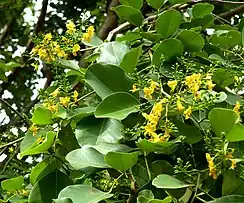 Loof en bloeiwyses met blomknoppe en blomme