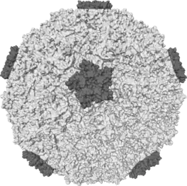 Oppervlakstruktuur van 'n rhinovirus, een van die belangrikste oorsake van verkoue