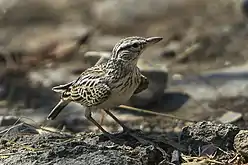 C. s. herero in Etosha Nasionale Park, Namibië(dik snawel)