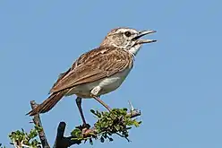 C. s. waibeli in Etosha Nasionale Park, Namibië(dun snawel)