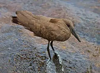 Ververende voël naby Skukuza, Krugerwildtuin