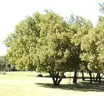 S. leptodictya as sierboom by 'n vakansieoord