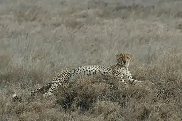 'n Rustende jagluiperd in die Serengeti Nasionale Park, Tanzanië.