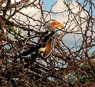 Krugerwildtuin, Suid-Afrika