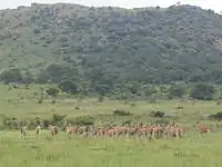 Elande wei in die Suikerbosrand-natuurreservaat.