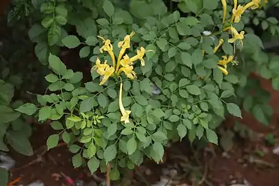 'n Kaapse kanferfoelie met geel blomme