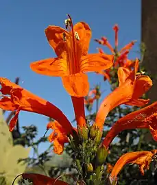 Nabyaansig van die blomme