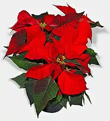 Gekleurde skutblare van die poinsettia.