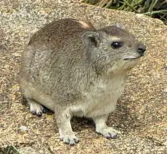 Dassie