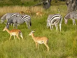 Sebras in Chobe Nasionale Park