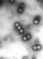 ቫይረስ - Gamma phage