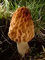 ፈንገስ - Morchella esculenta ሞረል እንጉዳይ