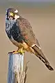 Falco femoralis