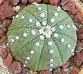 Astrophytum asterias