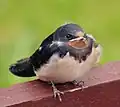 Hirundo rustica