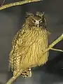 Bubo blackistoni