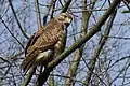 Buteo buteo