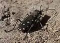 As cicindelas (fam. Cicindelidae) son escarabachos depredadors d'altros invertebratos que cazan encorrendo-los per tierra.