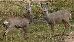 Masclo y fembra de Capreolus capreolus.