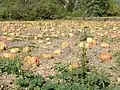 Campo de Cucurbita moschata.