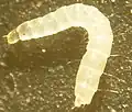 Larva