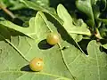 Galetas causadas por a fizadura d'as graspias Cynips spp.