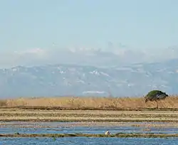 Delta de l'Ebro