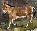 Ilustración d'Equus hemionus luteus