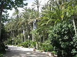 Palmeral d'Elch