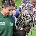 Bubo bubo en comparanza con una persona