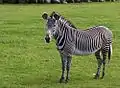 A zebra de Grevy estió un d'os primers linaches que s'alpartoron d'o chenero Equus.