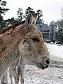 Detalle d'a cabeza d'Equus hemionus kulan