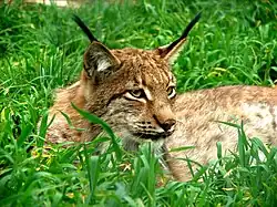 Un eixemplar de gato cerval europeu