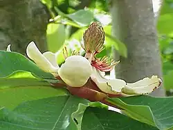 Magnolia