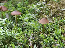 Marasmius