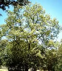 Quercus pyrenaica