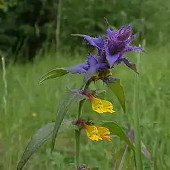 Melampyrum nemorosum