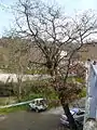 Quercus cerrioides en hibierno, en les Planes (Sierra de Collserola).