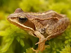 Un eixemplar de Rana arvalis en Drenthe (Países Baixos)