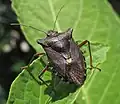 Pentatoma rufipes, una chinche (heteroptero).