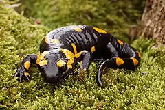 Salamandra