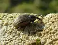 Os corcullos (fam. Curculionidae) se reconoixen a escape per a forma d'a suya capeza.