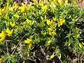 Ulex gallii