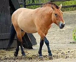 Caballo de Przewalski