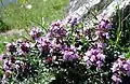 Thymus serpyllum