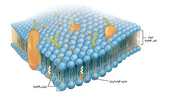 يُشير النموذج الفسيفسائي السائل إلى غشاء بلازمي قادر على نقل المُكوِّنات من خلاله.