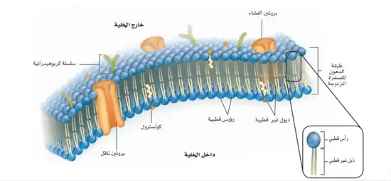 في النموذج الفسيفسائي لاحظ بأن اتجاه الرأس القطبي (المحب للماء) في اتجاه الخارج والذيل غير القطبي (الكاره للماء) في اتجاه الداخل