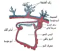 مكونات الأديم الباطن